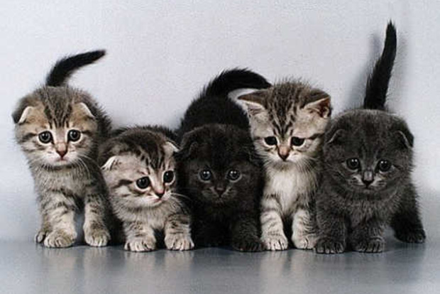 Фелинотерапия или как кошки лечат людей