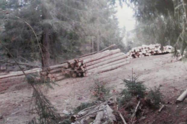 ﻿В Івано-Франківській області незаконно вирубали майже тисячу дерев