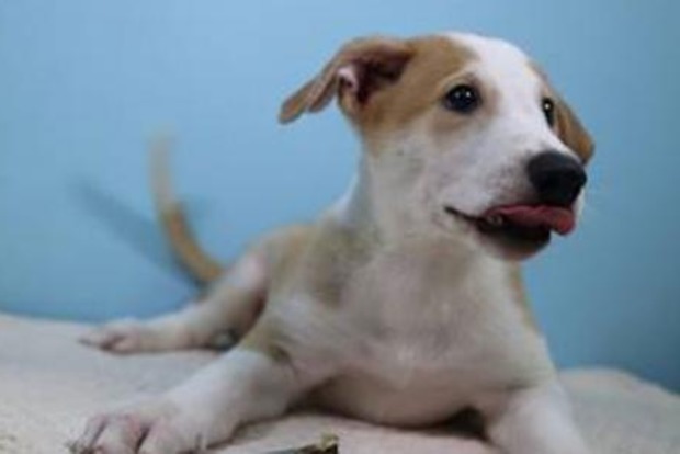 В Аргентине клонировали 17-летнего пса 