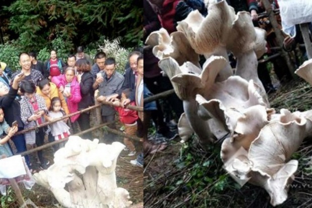 У лісах Китаю знайдено величезний гриб розміром з дитину