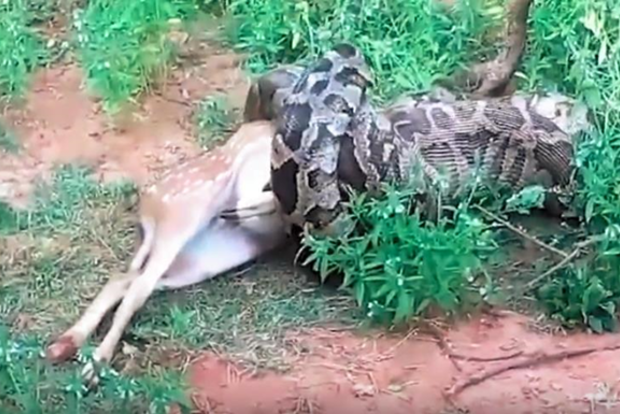 На Шри-Ланке четырехметровый питон проглотил оленя