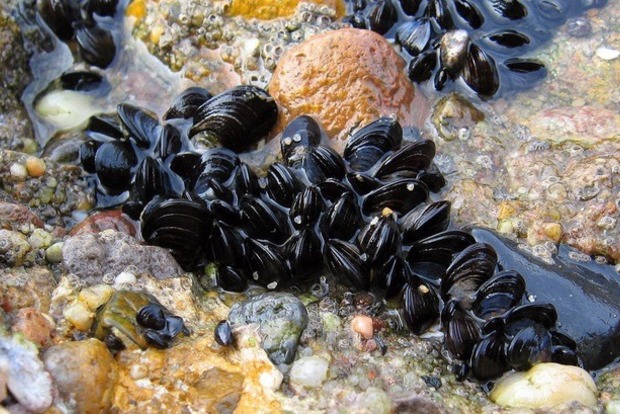В глобальном потеплении обвинили морских моллюсков и червей
