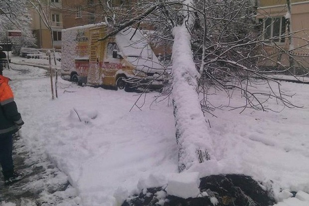 Снегопад во Львове: повалено 92 дерева, повреждены восемь авто