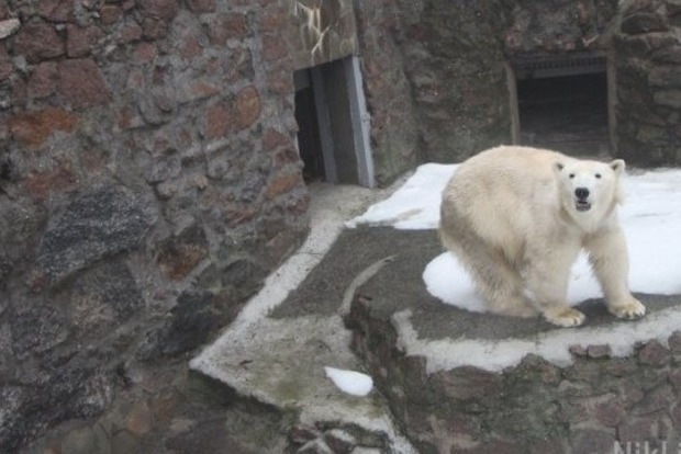 В зоопарке Николаева родился белый медвежонок