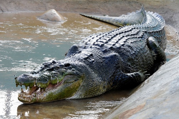 В Австралии туриста прямо в палатке укусил крокодил