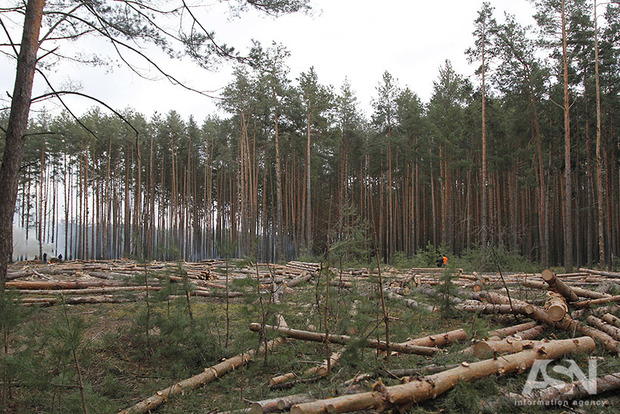 Рада криминализировала ответственность за незаконный вывоз леса из Украины 