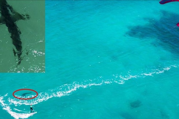 Беспилотник заснял погоню двухметровой акулы за женщиной у берегов Австралии 
