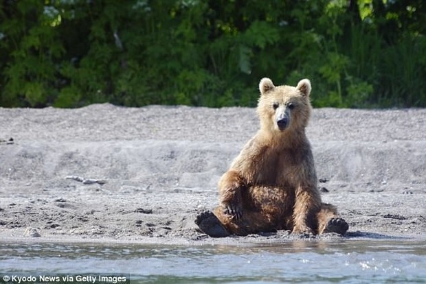 Британських уболівальників попередили: на ЧС-2018 в Росії можуть напасти ведмеді