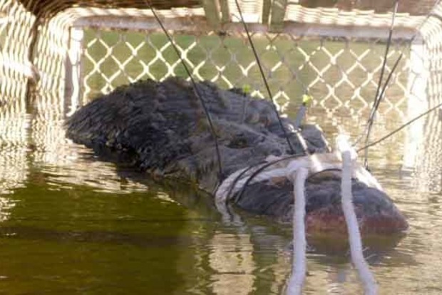 В Австралии пойман гигантский крокодил
