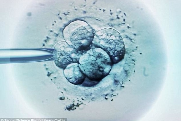 Заморожені яйцеклітини: Жінки все частіше народжують після 40-ка і кар'єра тут ні до чого