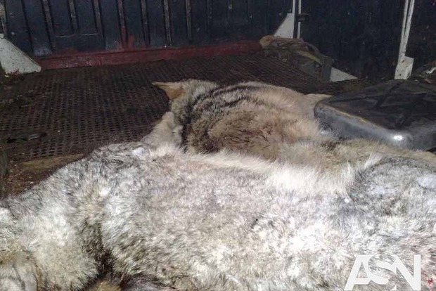 Полтавскую область терроризируют стаи волков