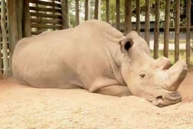 Биологи собирают деньги на спасение последнего в мире белого носорога