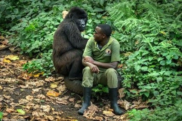 Как горилла утешала грустного работника зоопарка