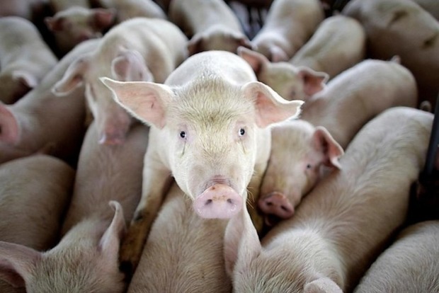 ﻿У Сумській області зафіксовано спалах африканської чуми свиней