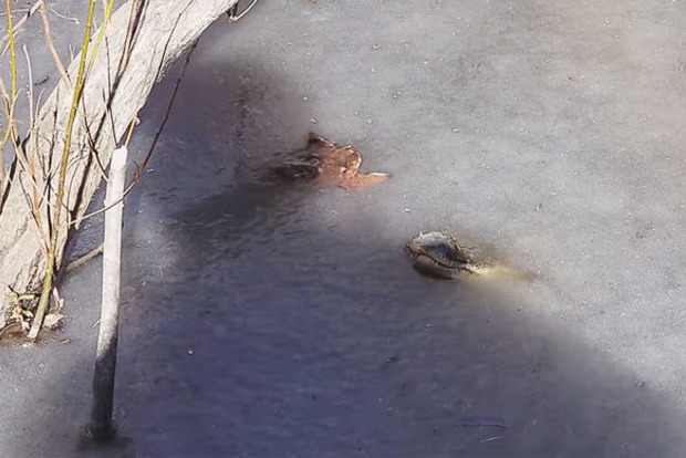 В США из-за аномального холода крокодилы вмерзли в лед