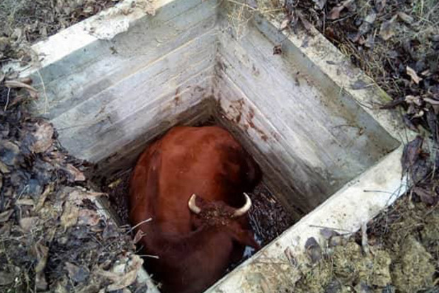 В Николаевском селе спасли корову Юльку из колодца