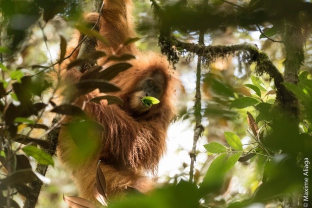 Ученые нашли человекоподобных обезьян на острове Суматра