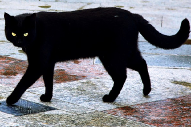 Что делать, если черная кошка перешла дорогу: защитные приметы