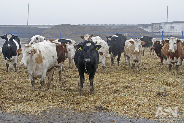 Аж коровы передохли: на Тернопольщине агрофирма промахнулась с дозой пестицидов 