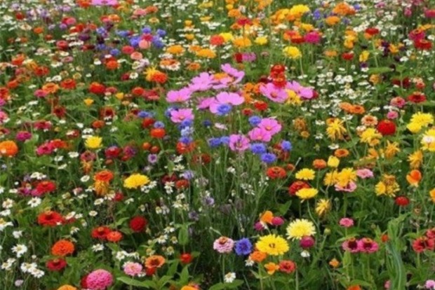 Магия цветов: как полевые растения защищают от зла и привлекают удачу