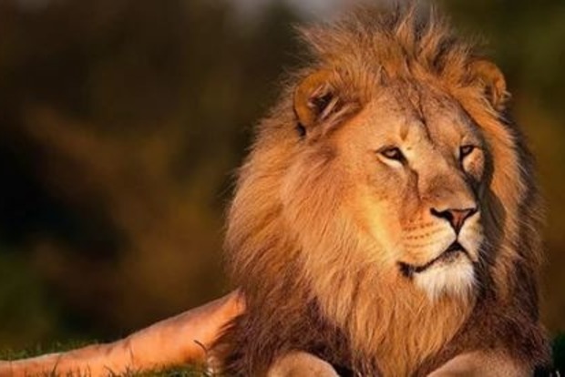 На Тернопольщине лев чуть не разорвал подростка в зоопарке