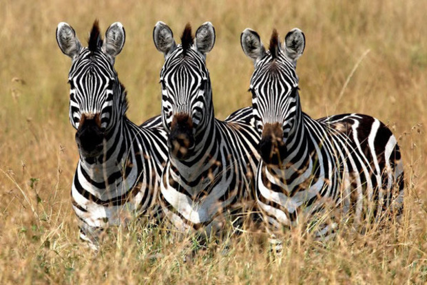 Фекалии зебр спасут их от исчезновения