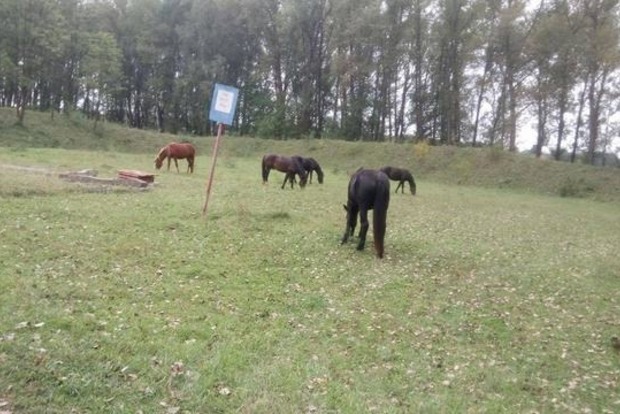 На территории базы с боеприпасами в Житомирской области пасли коров и лошадей