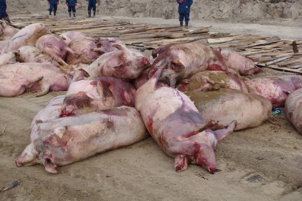 В Харьковской области снова появилась африканская чума свиней