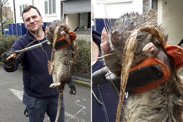  В Лондоне нашли гигантскую крысу весом 11 килограммов и более метра в длину