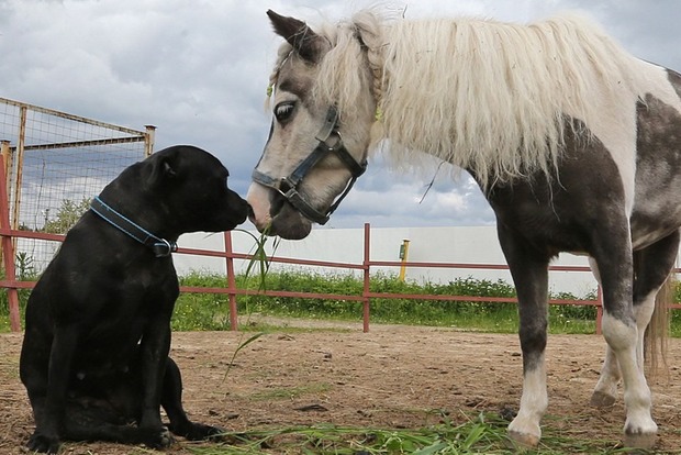 Собак-поводырей в Британии заменят лошади