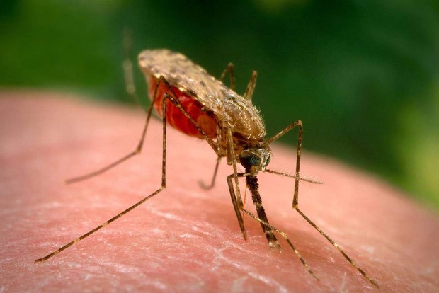 Сотрудники «Мотор-Сич» заразились тропической малярией в Африке, один скончался