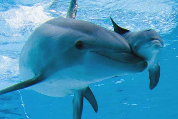 «Киевводоканал» отключит от канализации дельфинарий «Немо»