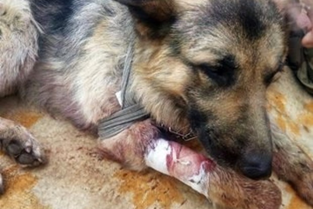 Собака врятував двох військових ЗСУ, прикривши їх собою під час обстрілу