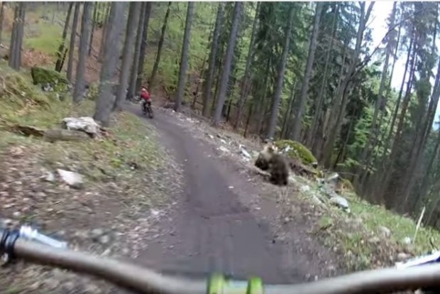 В Словакии велосипедист снял видео, как медведь гонится за его другом