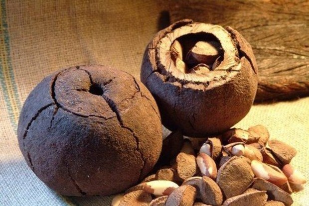 Бразильський горіх: користь і шкода ситного плоду