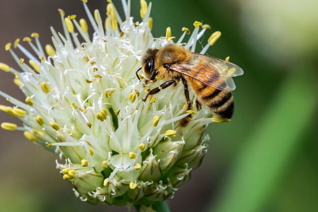 Вчені придумали спосіб поліпшення в'язниць за допомогою мозку бджіл