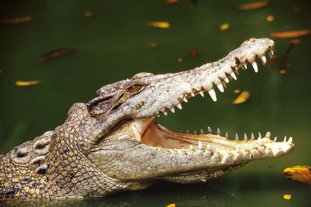 Мексиканский мэр женился на самке крокодила