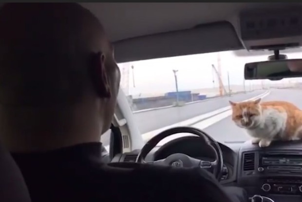 Валуев с бездомным котом инспектировали кусок Керченского моста