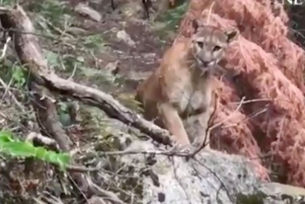 В Калифорнии гулявшие по парку туристы неожиданно встретились с горным львом