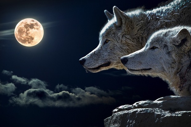 Вовчий повний місяць: чого від нього чекати і що не можна робити на Суворий Місяць