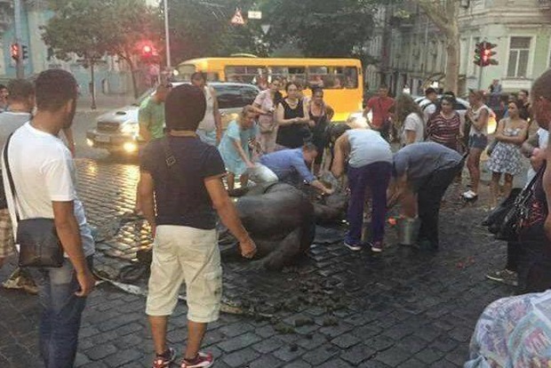 В Одессе дельцы-живодеры заездили лошадь до полусмерти