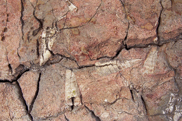 Знайдена найстаріша скам'янілість в світі