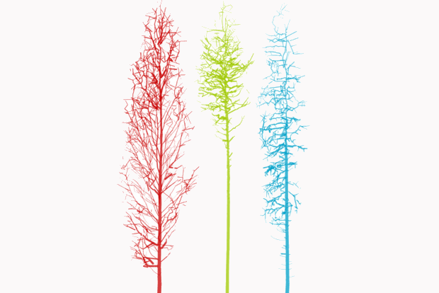 Вчені розробили програму з розпізнавання дерев за формою крони
