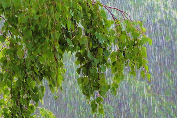 Дожди и грозы: синоптики рассказали, какой будет погода в ближайшие дни