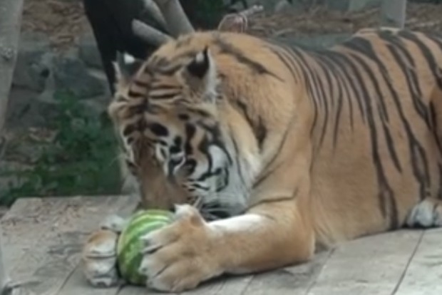 Киевский зоопарк опубликовал милое видео с тигром