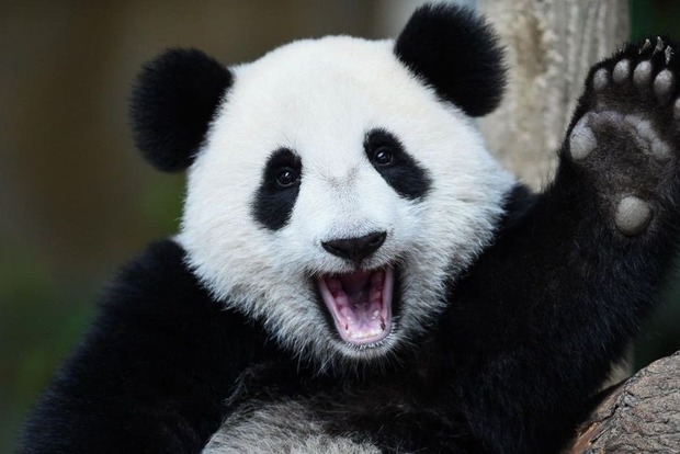 Китайцы выстроили солнечные батареи в форме панды