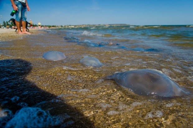 На украинских пляжах снова медузный апокалипсис. Пострадали сотни отдыхающих