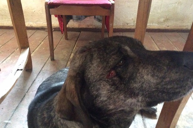 На Одесчине местные жители  из ружья ранили собаку французского винодела Лакарена