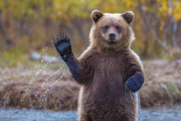 Бурый медведь напал на зрителей цирка‍ под Киевом