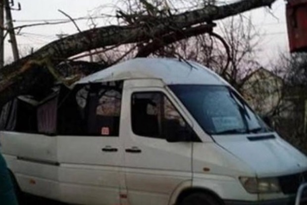 Під Києвом дерево звалилося на маршрутку з людьми